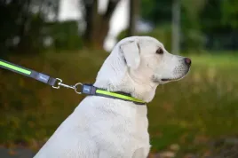 obroza-podswietlana-dla-psa-light-and-reflex-35-50-cm-x-20-mm-zolta-kerb