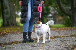 obroza-podswietlana-dla-psa-light-and-reflex-35-50-cm-x-25-mm-rozowa-ker