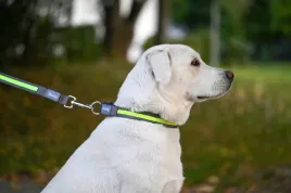 obroza-podswietlana-dla-psa-light-and-reflex-45-65-cm-x-25-mm-zolta-kerb