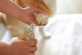 cazki-do-pazurow-15-x-5-cm-gold-magicbrush