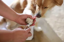 nozyczki-do-pazurow-10-x-65-cm-gold-magicbrush