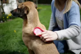 szczotka-dla-psa-wildrose-magicbrush