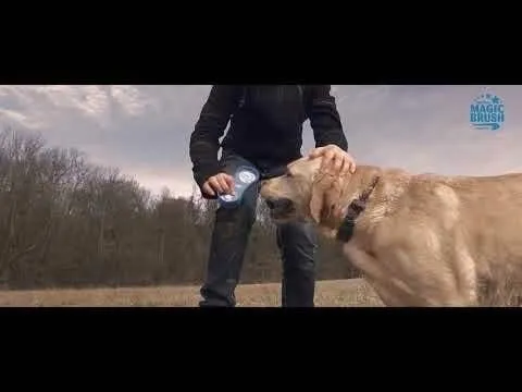 szczotka-dla-psa-wildrose-magicbrush