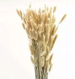 dmuszek-jajowaty-suszony-lagurus-naturalny-70cm