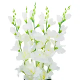 cv31140-15-mieczyk-bukiet-x5-kolor-bezowy