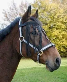 naczolek-z-fredzelkami-dla-konia-czarny-roz-pony-covalliero