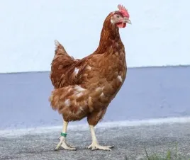 opaska-spiralna-dla-drobiu-16-mm-zolta-20-szt-kerbl