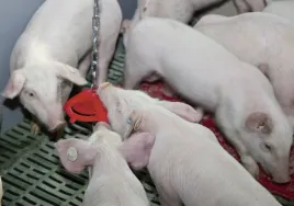 antystresowe-kolko-do-gryzienia-na-lancuchu-dla-trzody-kerbl