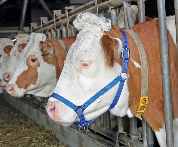 kantar-dla-bydla-niebieski-kerbl-kod-producenta-01-2015