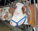 kantar-dla-bydla-niebieski-kerbl-kod-producenta-01-2015