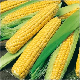 kukurydza-cukrowa-golden-bantam-slodka-nasiona-20-g