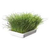 trixie-trawa-dla-kota-100g-waga-100-g