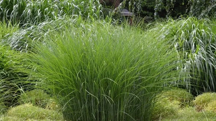 ziemia-do-traw-ozdobnych-35l-wokas-rodzaj-ziemia-uprawna