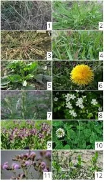 roundup-360sl-plus-5l-randap-forma-plyn-rodzaj-srodka-wieloskladnikowy