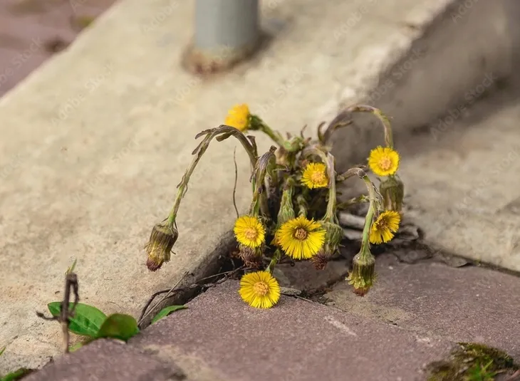 roundup-360sl-plus-5l-randap-forma-plyn-kod-producenta-5411773119649