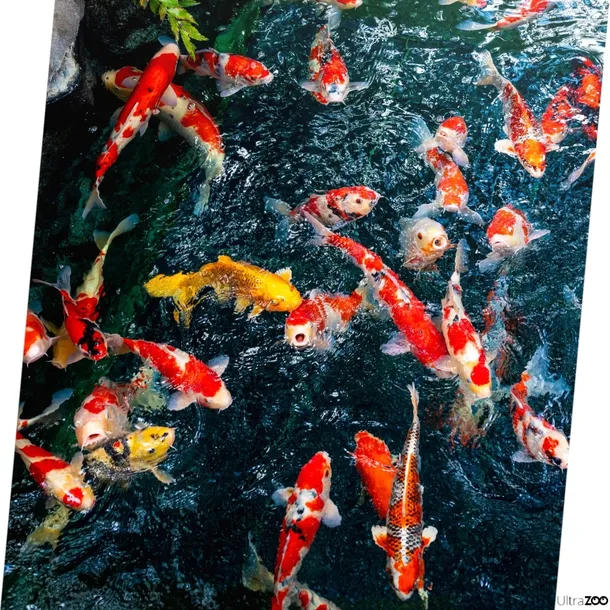 tropical-pond-sticks-mixed-4kg-waga-4-kg-stan-nowy