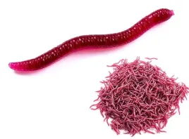 sztuczne-robaki-czerwone-dzdzownica-dendrobena-gnojak-rosowki-3-5-cm-100x