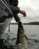 f05-p-wobler-rapala-original-floating-5cm-3g-przeznaczenie-okonie-pstragi-szczupaki