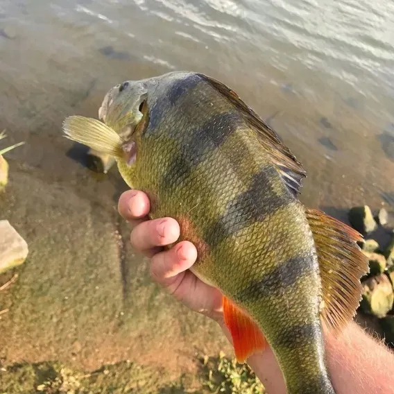salmo-wobler-tiny-3-sinking-3cm-25g-stan-nowy