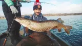 kopyto-guma-manns-predator-2-65cm-marka-inna-marka