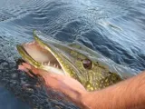kopyto-guma-manns-predator-2-65cm-stan-nowy-model-predator-2-65-cm-na-okonia