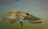 kopyto-guma-manns-predator-2-65cm-model-predator-2-65-cm-na-okonia-stan-nowy