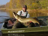 savage-guma-3d-lb-roach-paddle-tail-bulk-10cm-model-roach-paddle-tail-bulk-savage-gear