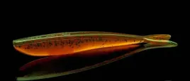 jaskolka-4-fin-s-fish-lunker-city-10cm