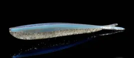 jaskolka-4-fin-s-fish-lunker-city-10cm