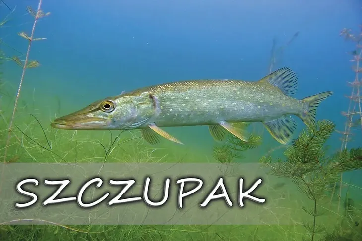 szczupak-blue-magnes