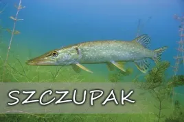 szczupak-blue-magnes