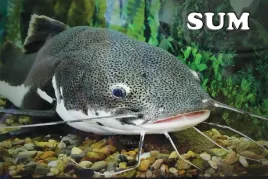 sum-magnes