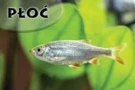 ploc-green-magnes