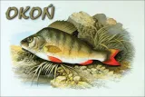 okon-magnes