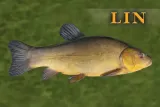 lin-ii-magnes
