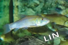 lin-magnes