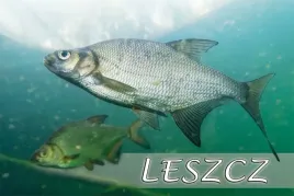 leszcz-magnes