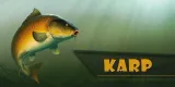karp-gold-magnes