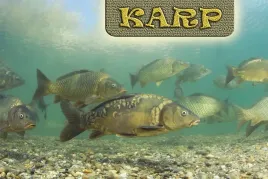 karp-magnes