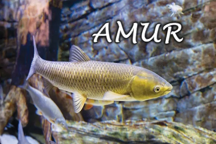 amur-magnes