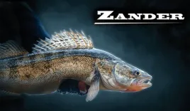 zander-ii-magnes
