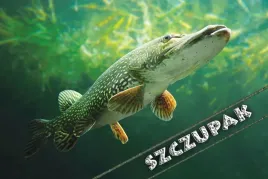 szczupak-green-magnes