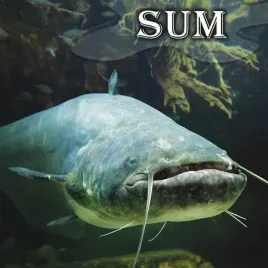 sum-i-magnes