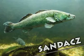 sandacz-magnes