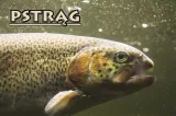 pstrag-magnes