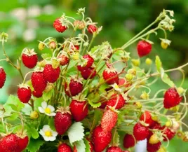 poziomka-regina-sadzonka-w-pojemniku-p9