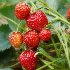 truskawka-honeoye-sadzonka-w-pojemniku-p9