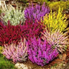 calluna-vulgaris-mix-wrzos-pospolity-krzewinka-c1