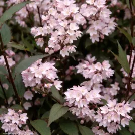 deutzia-rosea-carminea-zylistek-rozowy-krzewisty-wyprostowany-kwiat-rozo