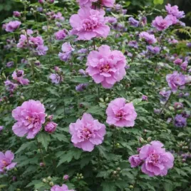 hibiscus-syriacus-ardens-ketmia-syryjska-kwiat-fioletowy-c45